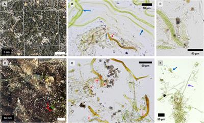 Contrasting seasonal patterns and factors regulating biocrust N2-fixation in two Florida agroecosystems